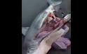 Όταν βρήκαν αυτό το νεκρό καρχαρία κάτι δεν τους άρεσε - Όταν άνοιξαν την κοιλιά του, μείνανε άφωνοι… [video]