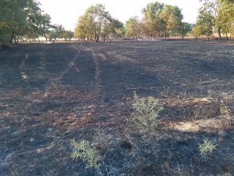 Είκοσι στρέμματα έχει κάψει η πυρκαγιά στο χωριό Τζάιλος Αχαίας - Δείτε φωτο - Φωτογραφία 3