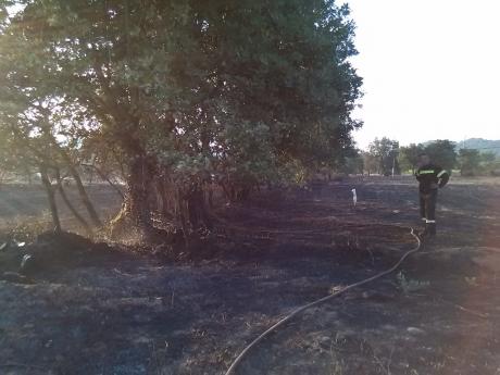 Είκοσι στρέμματα έχει κάψει η πυρκαγιά στο χωριό Τζάιλος Αχαίας - Δείτε φωτο - Φωτογραφία 5