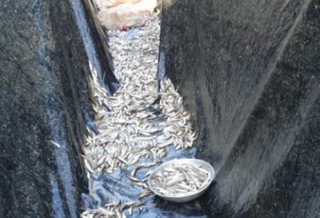 Αιτωλοακαρνανία: Ψάρευαν παράνομα αθερίνα στην Τριχωνίδα - Φωτογραφία 1