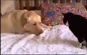 Φιλικοί σκύλοι και γάτες που μάλλον ενοχλούνται [video]