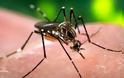 Πάτρα: Πού και πότε θα γίνει ψεκασμός για την καταπολέμιση των κουνουπιών