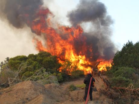 Δυτική Ελλάδα: Οικολογική καταστροφή στη Στροφυλιά - Εφιάλτης το καλοκαίρι για το οικοσύστημα - Φωτογραφία 1