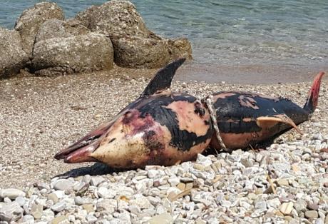 Πάτρα: Νεκρό δελφίνι βρέθηκε στα Αραχωβίτικα - Φωτογραφία 1