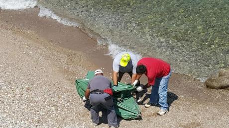 Πάτρα: Νεκρό δελφίνι βρέθηκε στα Αραχωβίτικα - Φωτογραφία 2