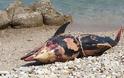Πάτρα: Νεκρό δελφίνι βρέθηκε στα Αραχωβίτικα