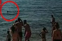 Ψάρι ΤΕΡΑΣ έκανε την εμφάνισή του σε παραλία της Χαλκίδας! Το βίντεο που σοκάρει... - Φωτογραφία 1