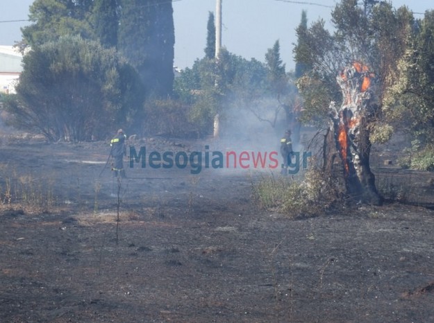 ΠΥΡΚΑΓΙΑ στο Κορωπί από διερχόμενο όχημα [photos] - Φωτογραφία 2