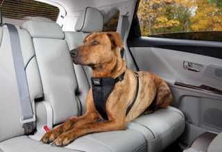 YΠΟΦΕΡΕΙ: Βίντεο αποδεικνύει ότι δεν πρέπει ποτέ να αφήνετε το σκυλάκι σας στο αυτοκίνητο - Φωτογραφία 1