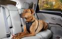 YΠΟΦΕΡΕΙ: Βίντεο αποδεικνύει ότι δεν πρέπει ποτέ να αφήνετε το σκυλάκι σας στο αυτοκίνητο