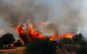 ΚΑΤΑΣΤΡΟΦΗ: 70 στρέμματα έκαψε η πυρκαγιά στο Δραγώγι [photos]