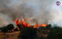 ΚΑΤΑΣΤΡΟΦΗ: 70 στρέμματα έκαψε η πυρκαγιά στο Δραγώγι [photos] - Φωτογραφία 4