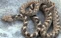 ΑΝΑΤΡΙΧΙΛΑ: Στην περιοχή του Άργους μας ζώσανε τα φίδια – Ανησυχητική η αύξηση κρουσμάτων