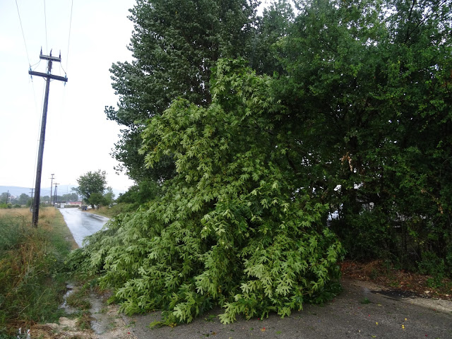 Το ισχυρό μπουρίνι,άφησε πίσω του ανοιχτές πληγές στα Γιάννενα [photos] - Φωτογραφία 2