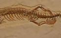 Ανακάλυψαν φίδι 113 εκατ. ετών με τέσσερα πόδια...