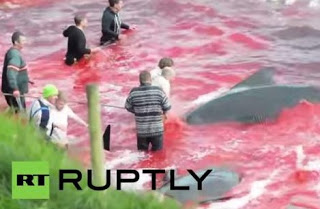Το φριχτό έθιμο με τη μαζική σφαγή φαλαινών - Φωτογραφία 1
