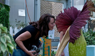Το μεγαλύτερο λουλούδι του κόσμου άνθισε στο Τόκιο [photos] - Φωτογραφία 1