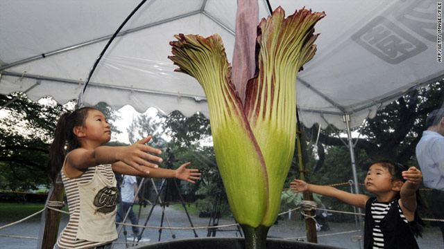 Το μεγαλύτερο λουλούδι του κόσμου άνθισε στο Τόκιο [photos] - Φωτογραφία 3