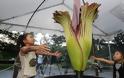 Το μεγαλύτερο λουλούδι του κόσμου άνθισε στο Τόκιο [photos] - Φωτογραφία 3