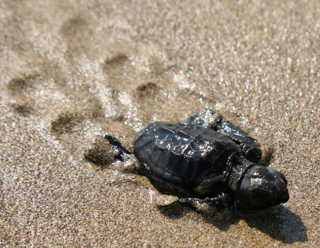 Τα πρώτα χελωνάκια Καρέτα-Καρέτα το 2015 στη παραλία Καλαμακίου στο δήμο Φαιστού - Φωτογραφία 4