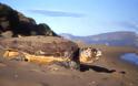 Τα πρώτα χελωνάκια Καρέτα-Καρέτα το 2015 στη παραλία Καλαμακίου στο δήμο Φαιστού