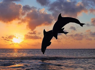 ΑΠΙΣΤΕΥΤΟ: ΔΕΙΤΕ σε ποιό μέρος της Ελλάδας  εμφανίστηκαν δελφίνια και φάλαινες - Φωτογραφία 1