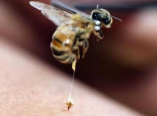 Τα σωστά βήματα σε περίπτωση τσιμπήματος από μέλισσα ή σφήκα - Φωτογραφία 1