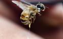 Τα σωστά βήματα σε περίπτωση τσιμπήματος από μέλισσα ή σφήκα