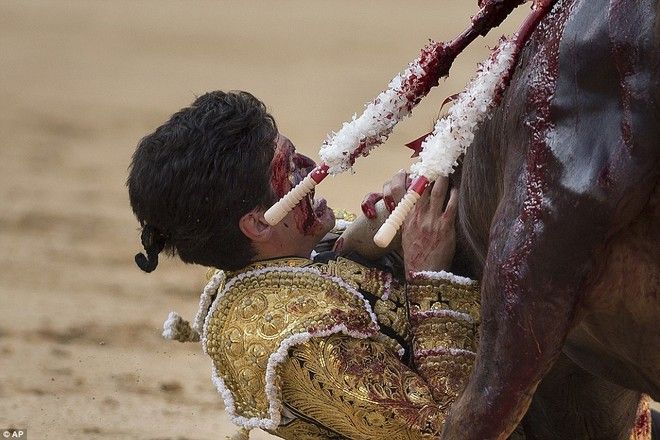 Η οργή του ταύρου - Σκηνές που κόβουν την ανάσα: Ο ταυρομάχος του γύρισε την πλάτη και τον κάρφωσε στον λαιμό [video] - Φωτογραφία 5
