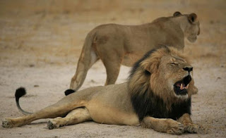 Διεθνής κατακραυγή για τη δολοφονία του πιο διάσημου λιονταριού - Φωτογραφία 1