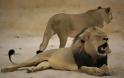 Διεθνής κατακραυγή για τη δολοφονία του πιο διάσημου λιονταριού