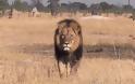 Διεθνής κατακραυγή για τη δολοφονία του πιο διάσημου λιονταριού - Φωτογραφία 2
