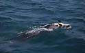 ΣΠΑΡΑΚΤΙΚΗ σκηνή: Όταν ένα δελφίνι θρηνεί το νεκρό παιδί του... [video]