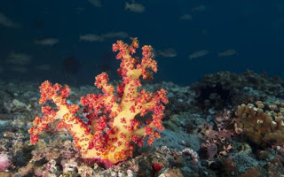 Συνθετικά κοράλλια για τον καθαρισμό των ωκεανών - Φωτογραφία 1