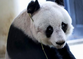 Νέο ρεκόρ Guinness για το γηραιότερο panda του κόσμου - Φωτογραφία 1