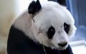 Νέο ρεκόρ Guinness για το γηραιότερο panda του κόσμου