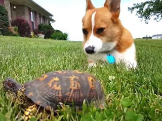 Δείτε πως αντιδρά ένα σκυλάκι όταν διαπιστώνει ότι η χελώνα είναι... αληθινό ζώο [video] - Φωτογραφία 1