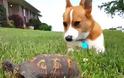 Δείτε πως αντιδρά ένα σκυλάκι όταν διαπιστώνει ότι η χελώνα είναι... αληθινό ζώο [video]
