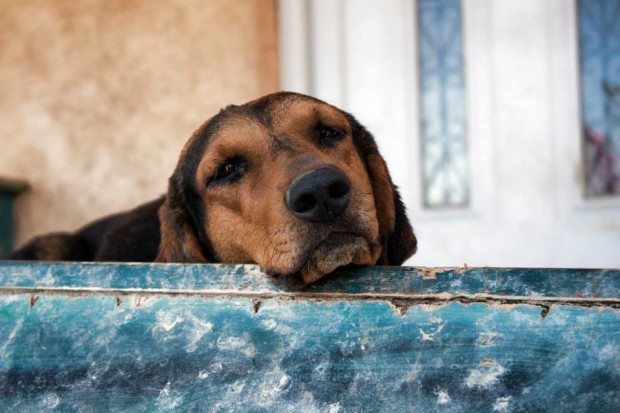Έκκληση για την σωτηρία των σκυλιών που αργοπεθαίνουν εγκαταλελειμμένα στην Σαλαμίνα - Φωτογραφία 1