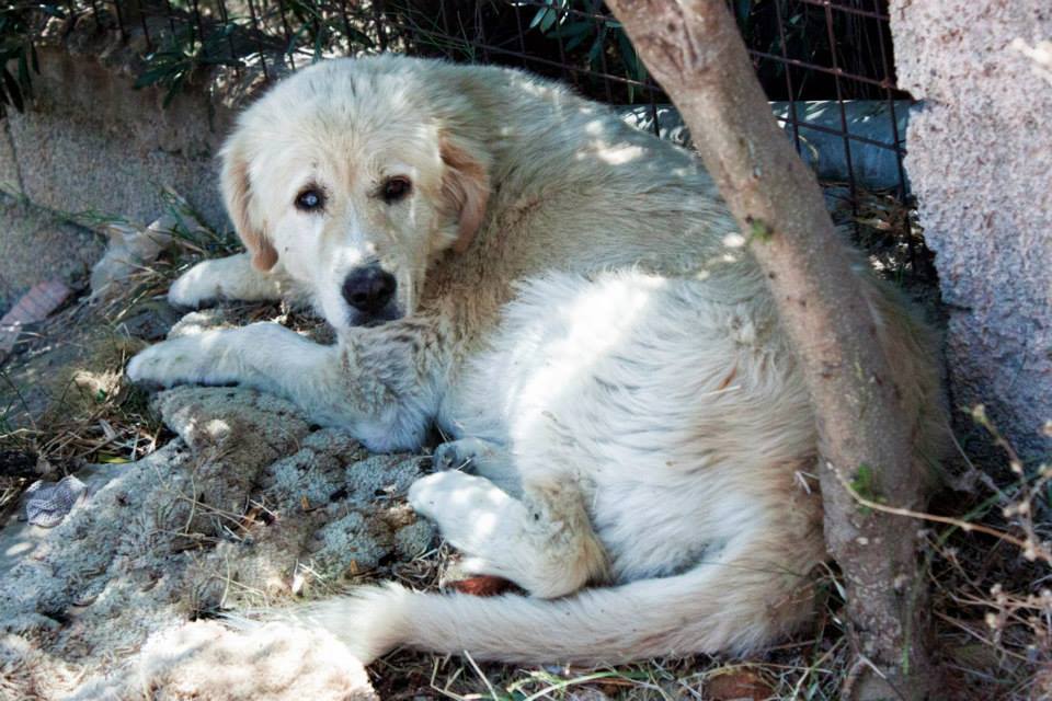 Έκκληση για την σωτηρία των σκυλιών που αργοπεθαίνουν εγκαταλελειμμένα στην Σαλαμίνα - Φωτογραφία 2