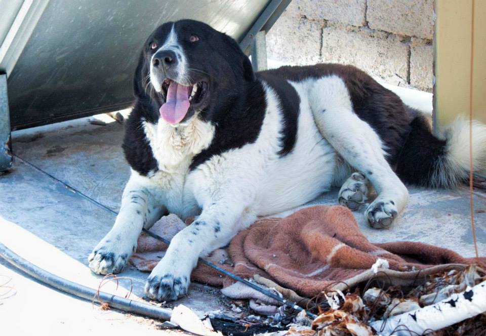 Έκκληση για την σωτηρία των σκυλιών που αργοπεθαίνουν εγκαταλελειμμένα στην Σαλαμίνα - Φωτογραφία 3