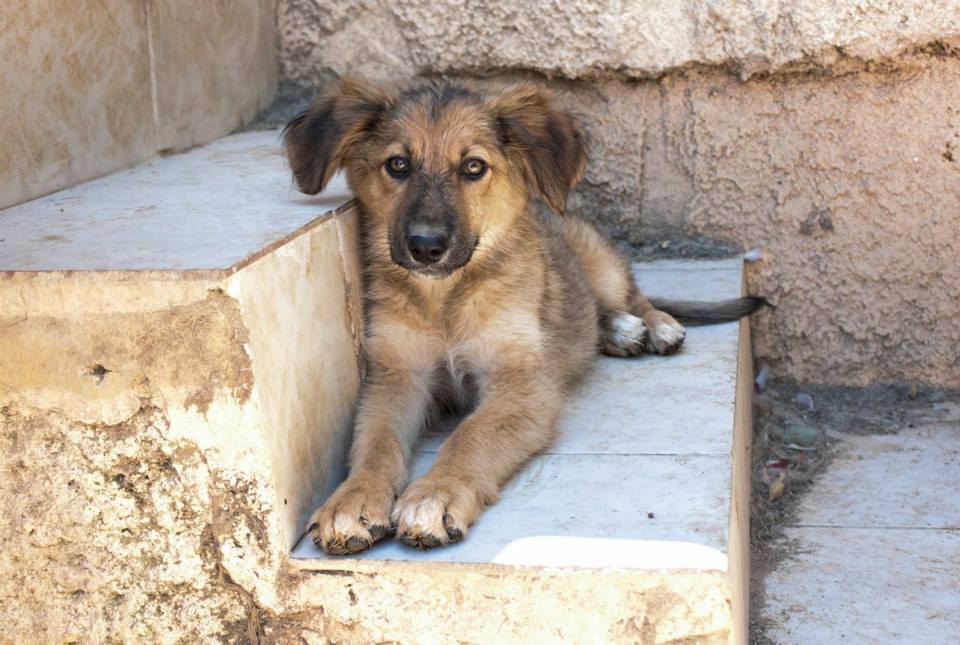 Έκκληση για την σωτηρία των σκυλιών που αργοπεθαίνουν εγκαταλελειμμένα στην Σαλαμίνα - Φωτογραφία 4