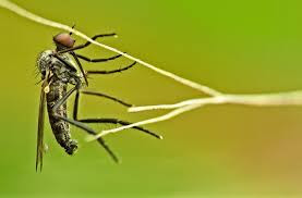 Δράσεις εναέριας ακμαιοκτονίας κουνουπιών στη Μητροπολιτική Ενότητα Θεσσαλονίκης - Φωτογραφία 1