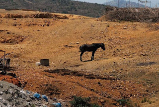 Κατάσχεσαν τα ιπποειδή και απελευθέρωσαν τα αγριοπούλια που βασάνιζε κτηνοτρόφος στην Χίο - Φωτογραφία 1
