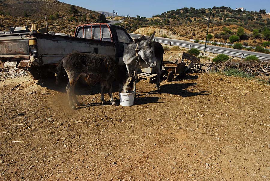 Κατάσχεσαν τα ιπποειδή και απελευθέρωσαν τα αγριοπούλια που βασάνιζε κτηνοτρόφος στην Χίο - Φωτογραφία 2