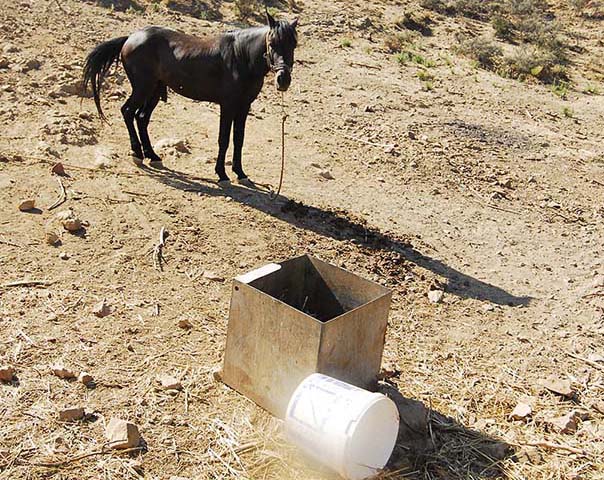 Κατάσχεσαν τα ιπποειδή και απελευθέρωσαν τα αγριοπούλια που βασάνιζε κτηνοτρόφος στην Χίο - Φωτογραφία 3