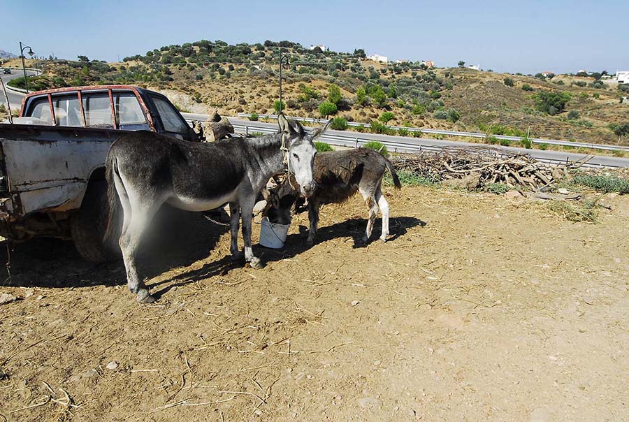 Κατάσχεσαν τα ιπποειδή και απελευθέρωσαν τα αγριοπούλια που βασάνιζε κτηνοτρόφος στην Χίο - Φωτογραφία 4