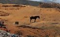 Κατάσχεσαν τα ιπποειδή και απελευθέρωσαν τα αγριοπούλια που βασάνιζε κτηνοτρόφος στην Χίο