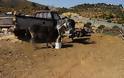Κατάσχεσαν τα ιπποειδή και απελευθέρωσαν τα αγριοπούλια που βασάνιζε κτηνοτρόφος στην Χίο - Φωτογραφία 2