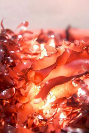 Ερευνητές ανακάλυψαν θαλάσσιο φύκι με γεύση … μπέικον - Φωτογραφία 2